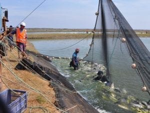 Humpty-Doo-Barramundi-Farm-03