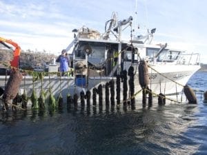myti-blue-mussel-ropes