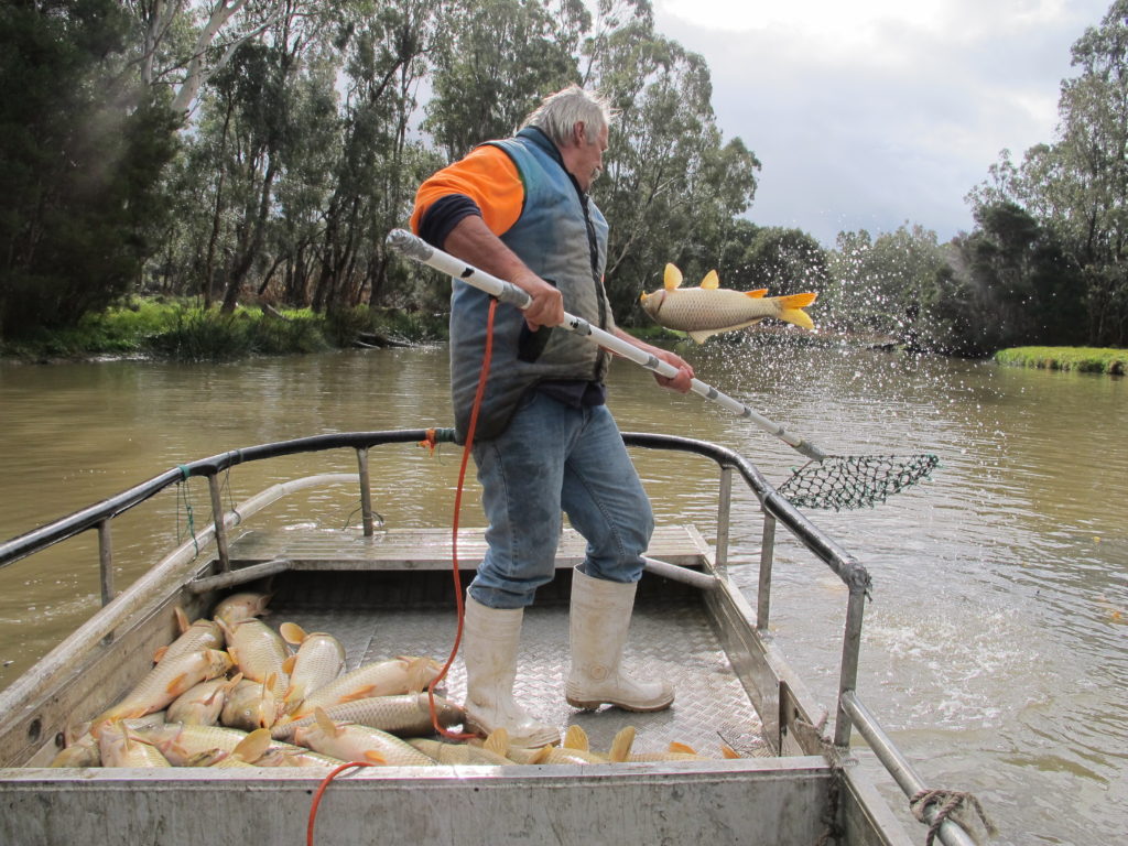 Something to give a Carp about Oceanwatch Australia