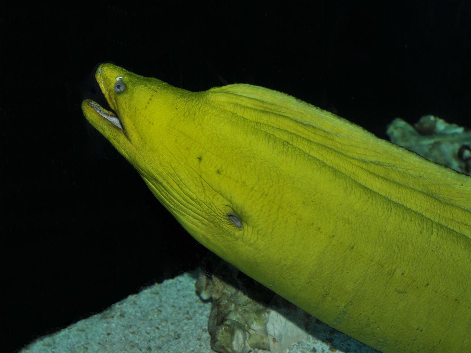Amazing green marine species for your St Patrick's day | Oceanwatch Australia Amazing green marine species for your St Patrick's day | Oceanwatch Australia