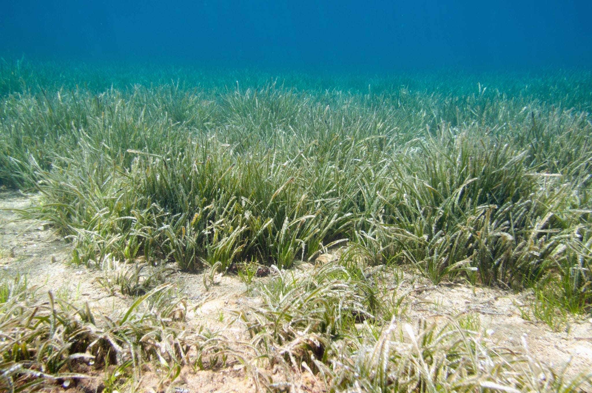 Sea grass on the ocean floor