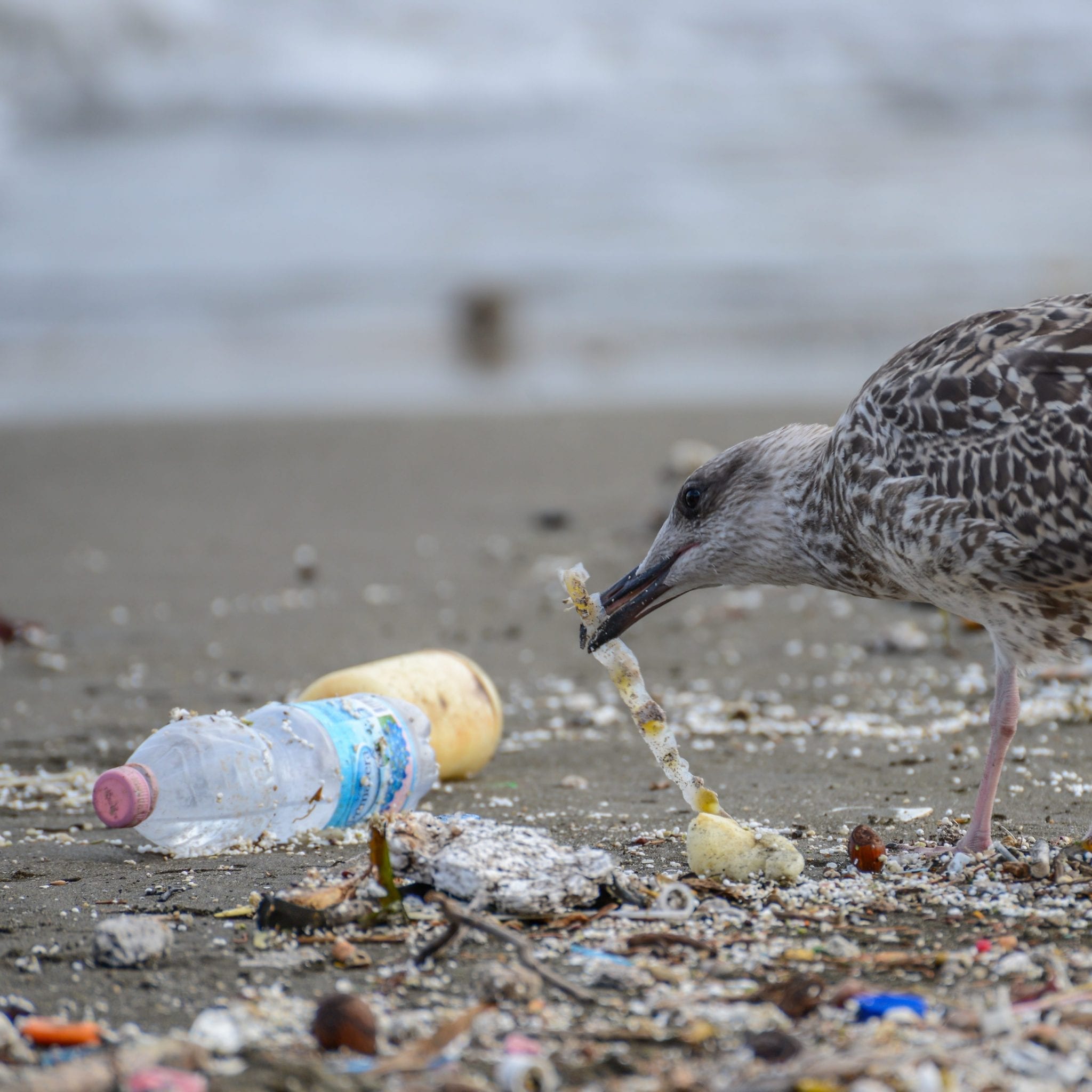WHAT ARE SOME FACTS ABOUT PLASTIC IN THE OCEAN visual data 5