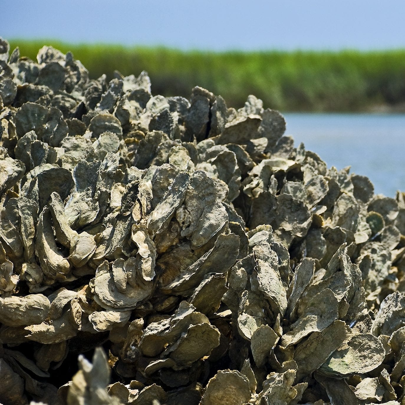 Why do we need more oyster reefs? And what are they anyway
