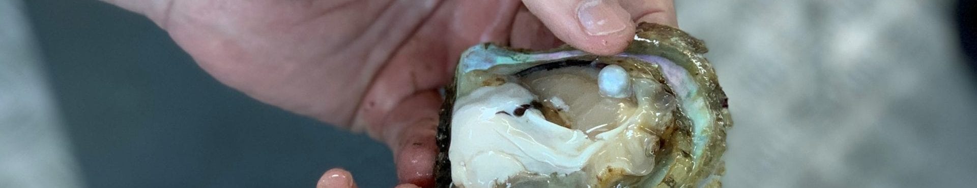 PEARL-OYSTERS-scaled-e1612760095421