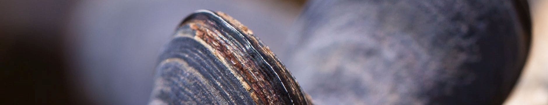 mussels-shells-mytilus-watt-area-53131-e1612759811327