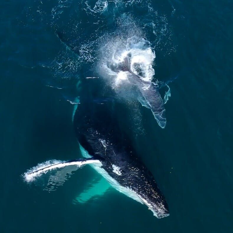 mum and calf2