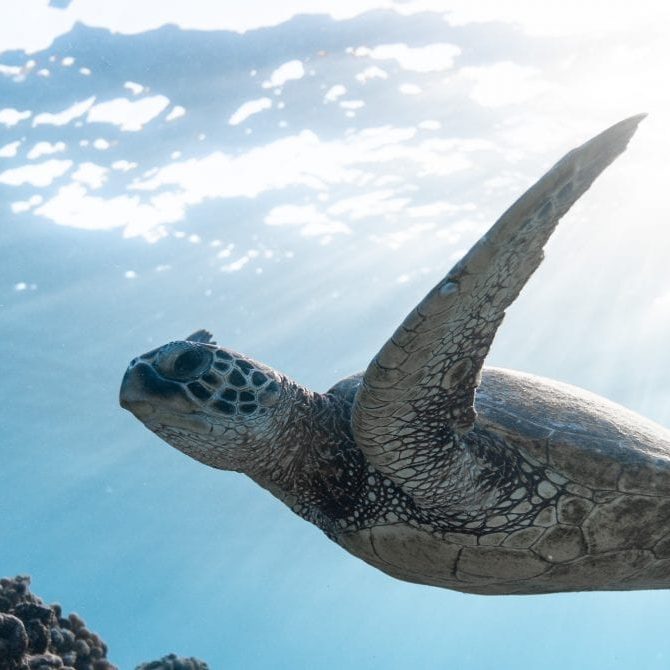 photo-of-sea-turtle-2765872 photo-of-sea-turtle-2765872