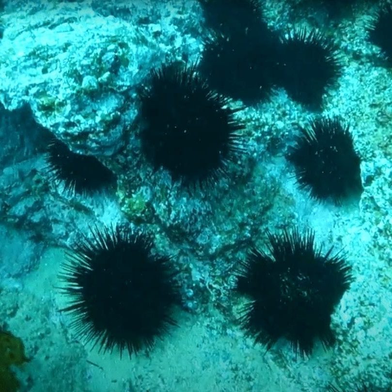 urchin urchin